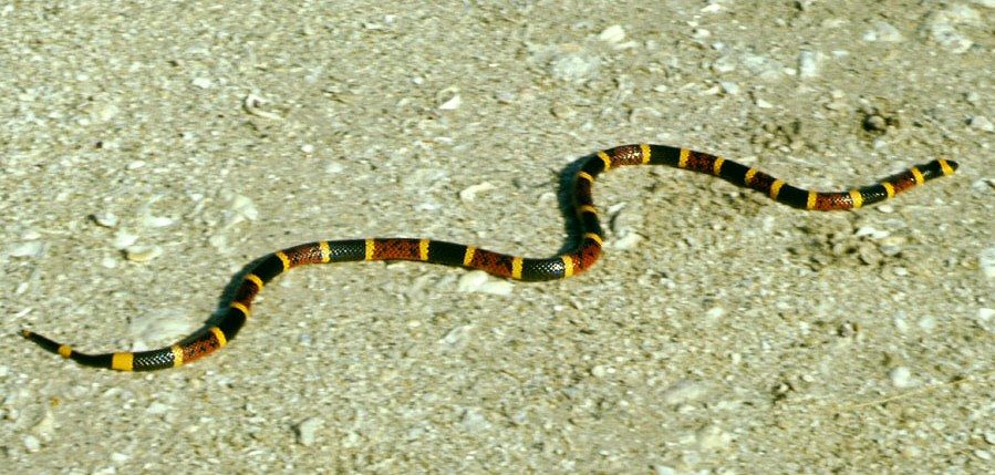 An eastern coral snake on sand, ringed in red, yellow, and black.