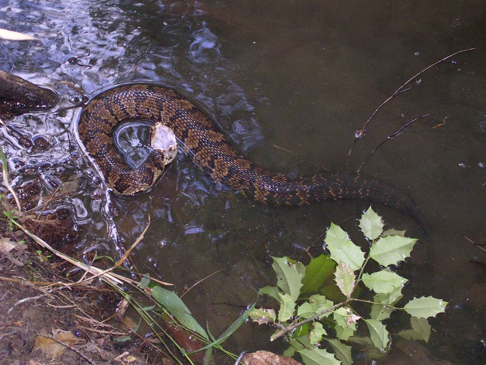 A cottonmouth at the edge of shallow water.