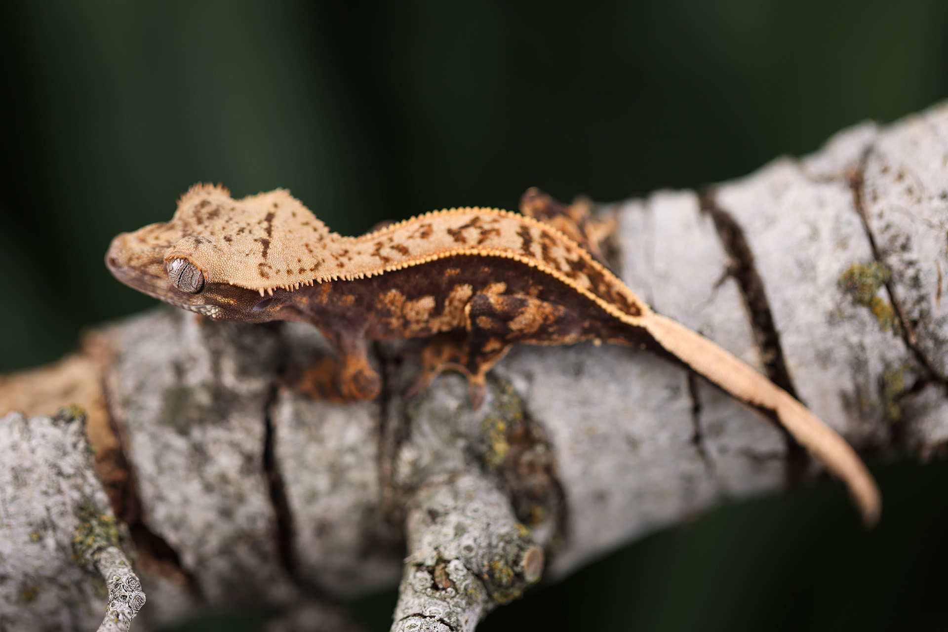 A juvenile pinstripe crested gecko (Correlophus ciliatus) perched on a lichen-covered branch
