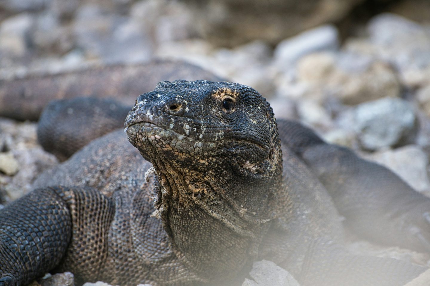 A Komodo dragon, the world's largest living lizard, on an Indonesian island.