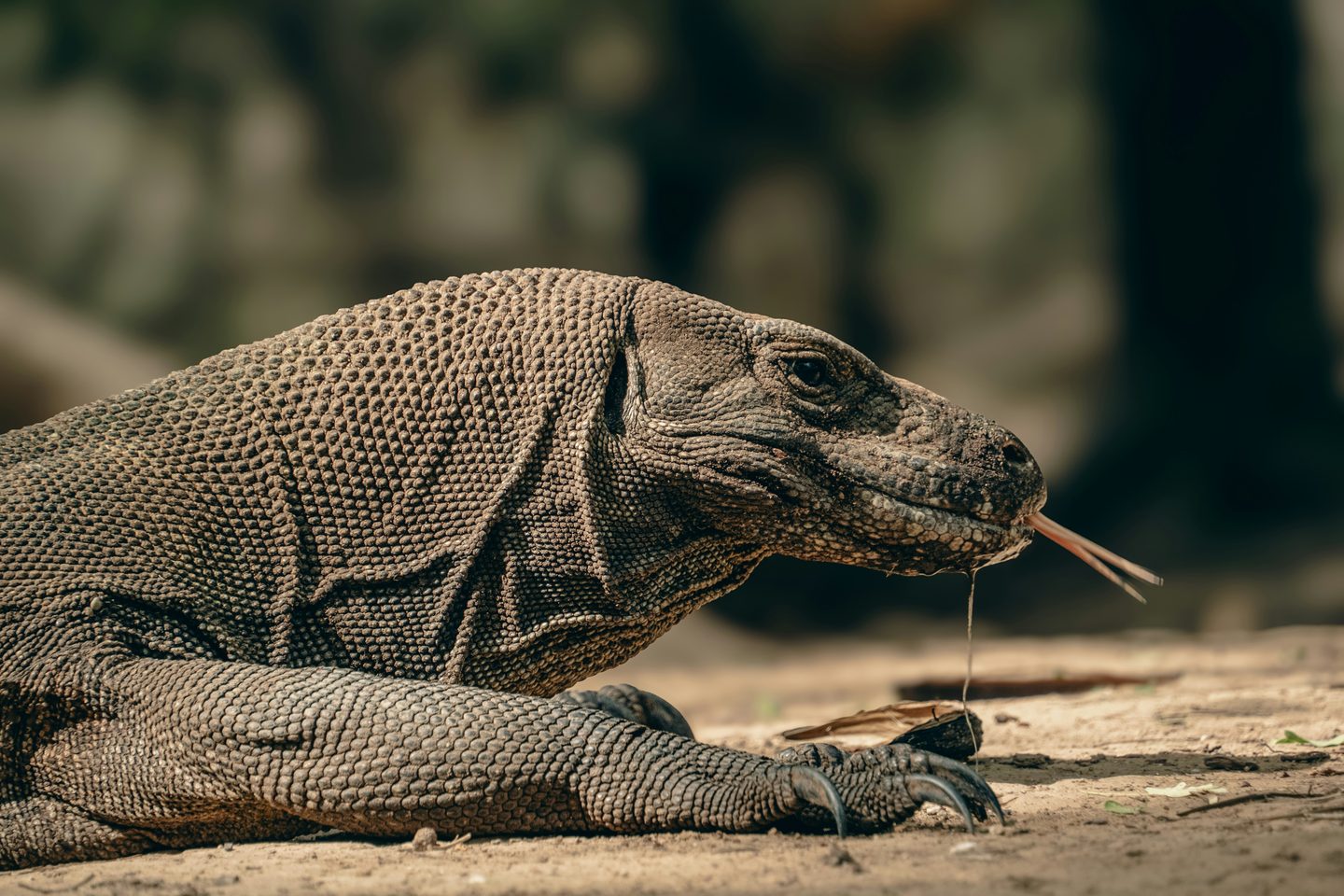 A Komodo dragon with a strand of saliva hanging from its mouth, on Komodo Island.