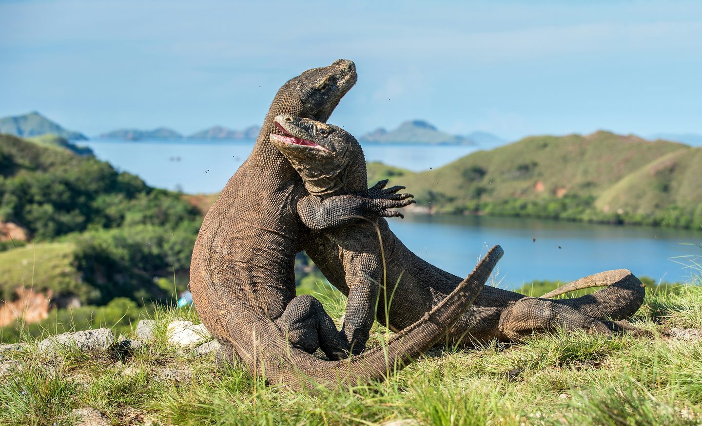 Two Komodo dragons rearing up to wrestle on a ridge in Komodo National Park.