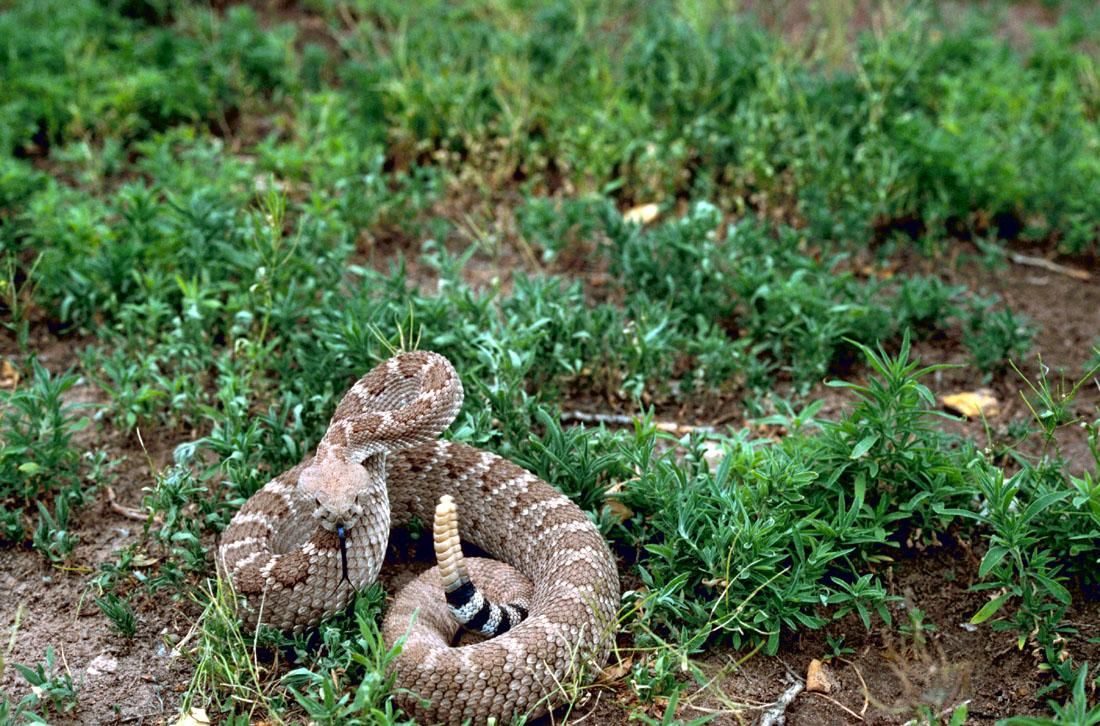 A western diamondback rattlesnake coiled in low green vegetation.