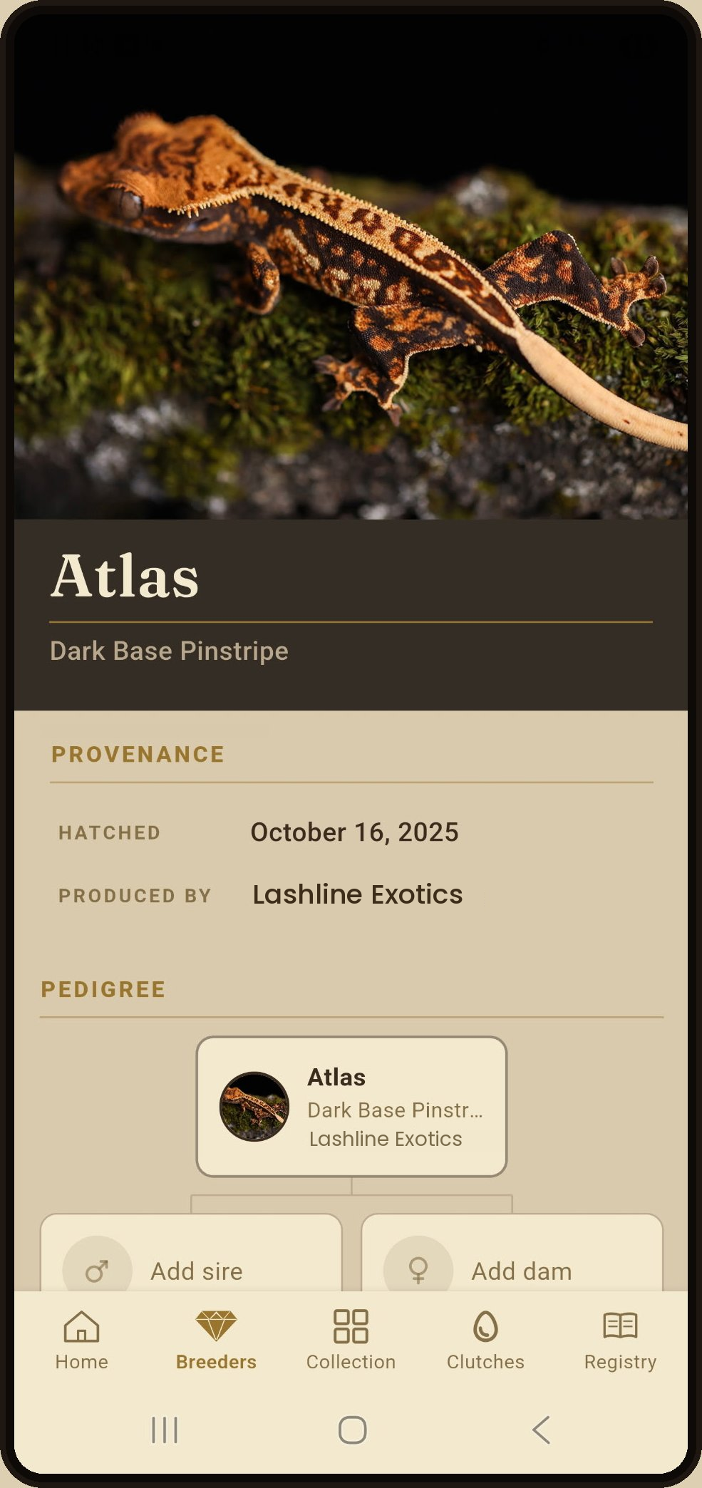 The HatchLog animal-detail screen on a phone, showing a Crested gecko named Atlas with morph, hatch date, producer, and lineage.